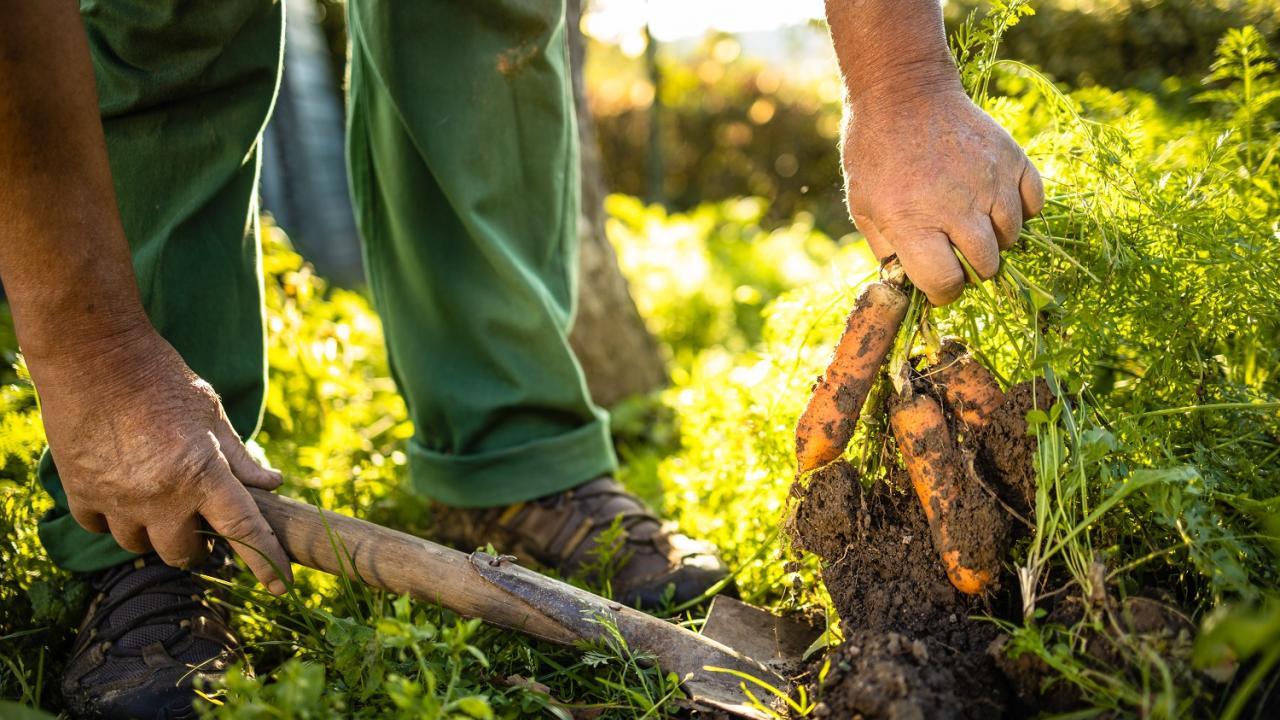 Farmer pulling out carrots
