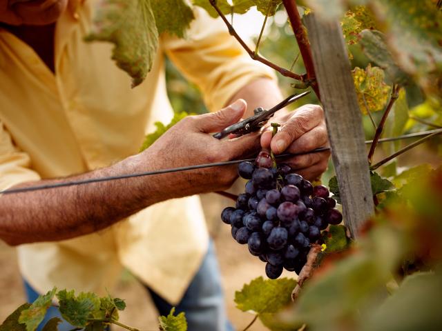 Hands harvesting grapes